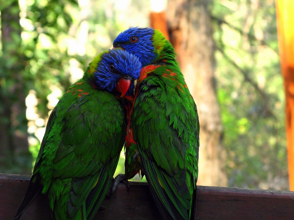 rainbow-lorikeet-947196_960_720