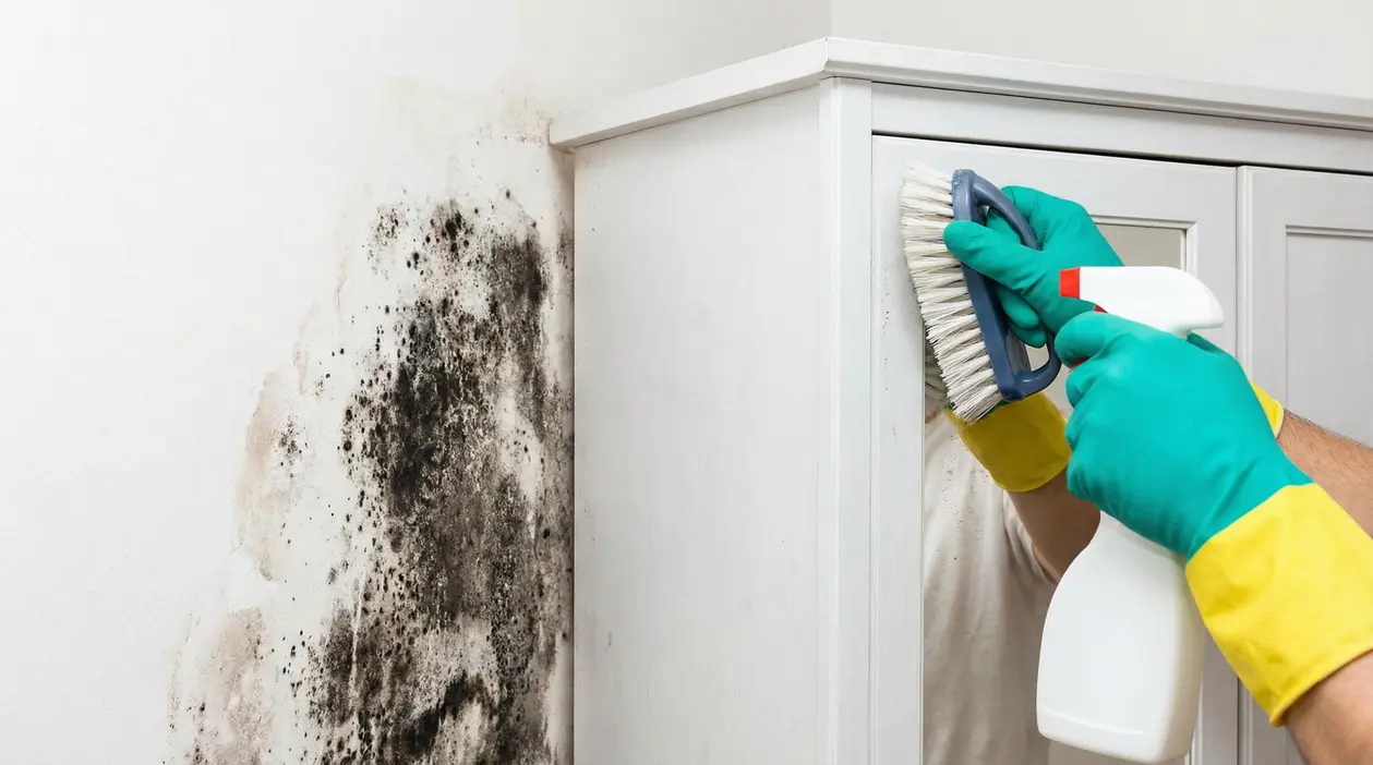 Pulizia della muffa dietro un armadio con spazzola e spray, mano con guanti protettivi su parete macchiata