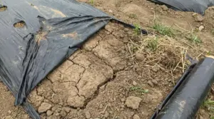 Terreno secco e danneggiato coperto da pacciamatura in plastica nera in un campo agricolo