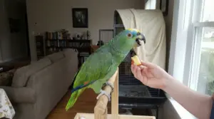 Pappagallo verde posato su un supporto in legno mentre mangia un pezzo di frutta da una mano