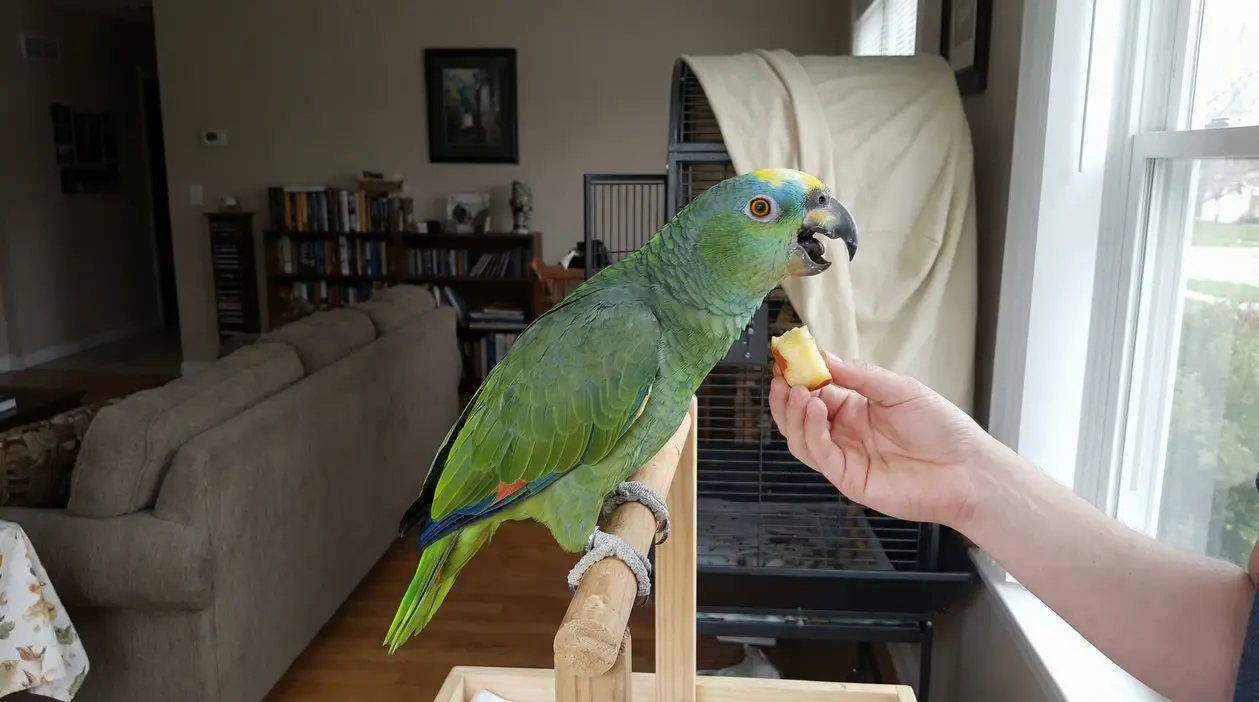 Pappagallo verde posato su un supporto in legno mentre mangia un pezzo di frutta da una mano