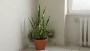Pianta di sansevieria in vaso in un angolo con macchie di muffa sulla parete, vicino a finestra e termosifone