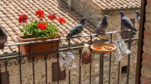 Piccioni sul corrimano del balcone vicino a vasi di fiori e rimedi naturali per allontanarli