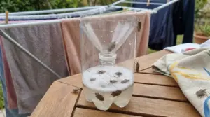 Trappola per cimici fai-da-te con bottiglia di plastica su un tavolo vicino a bucato steso