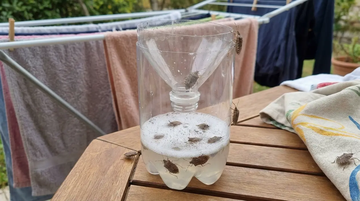 Trappola per cimici fai-da-te con bottiglia di plastica su un tavolo vicino a bucato steso